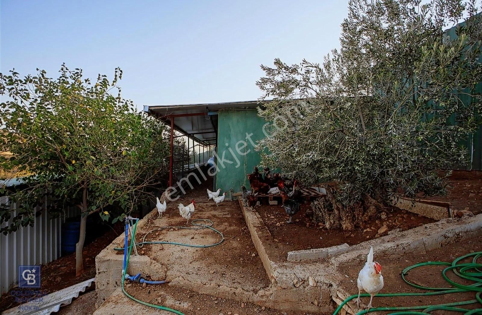 Foça Ilıpınar'da 5 Dönüm İçerisinde Satılık Müstakil Ev - Görsel 13