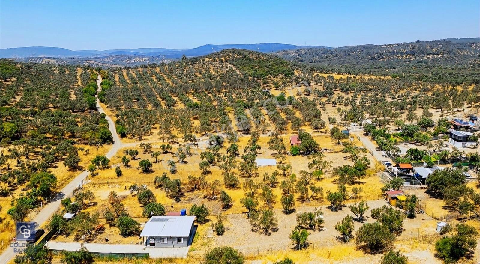 Foça Ilıpınar'da Satılık Müstakil Tapulu Zeytinli Tarla - Görsel 13