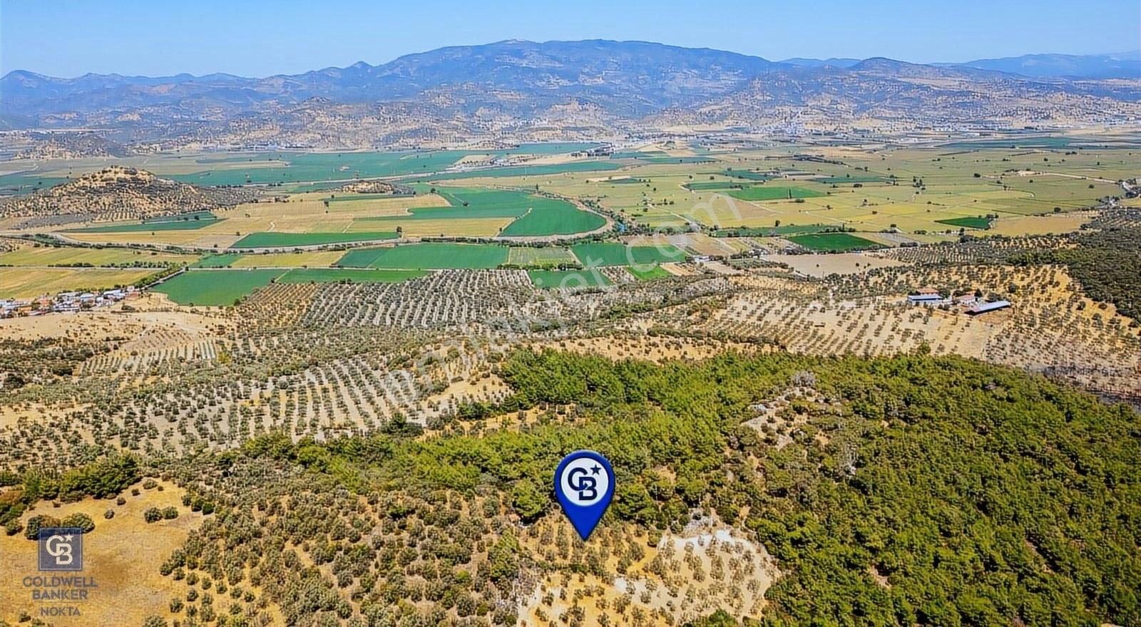 İzmir Bergama Eğrigöl Mah Satılık Zeytinlik