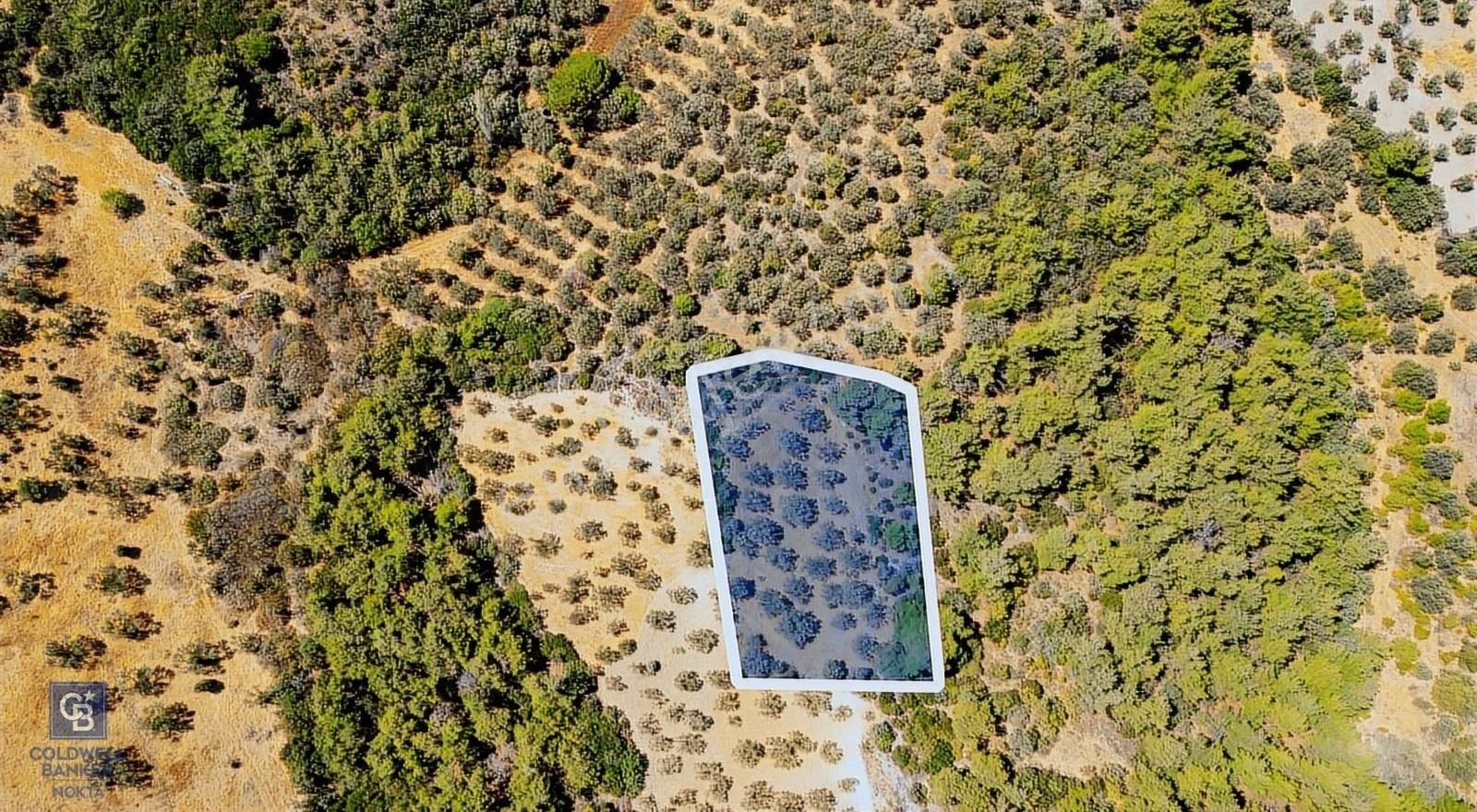 İzmir Bergama Eğrigöl Mah Satılık Zeytinlik - Görsel 8