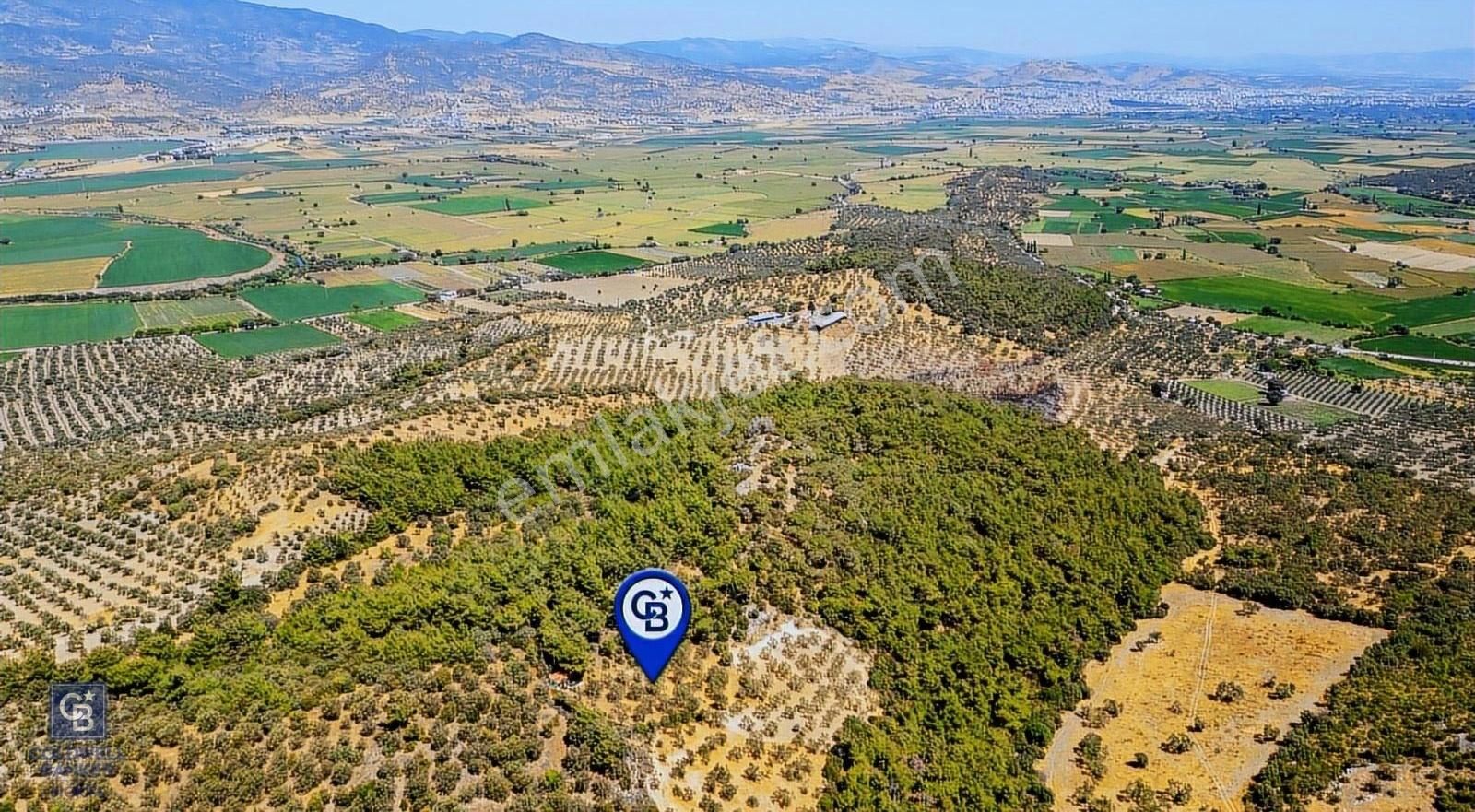 İzmir Bergama Eğrigöl Mah Satılık Zeytinlik - Görsel 28
