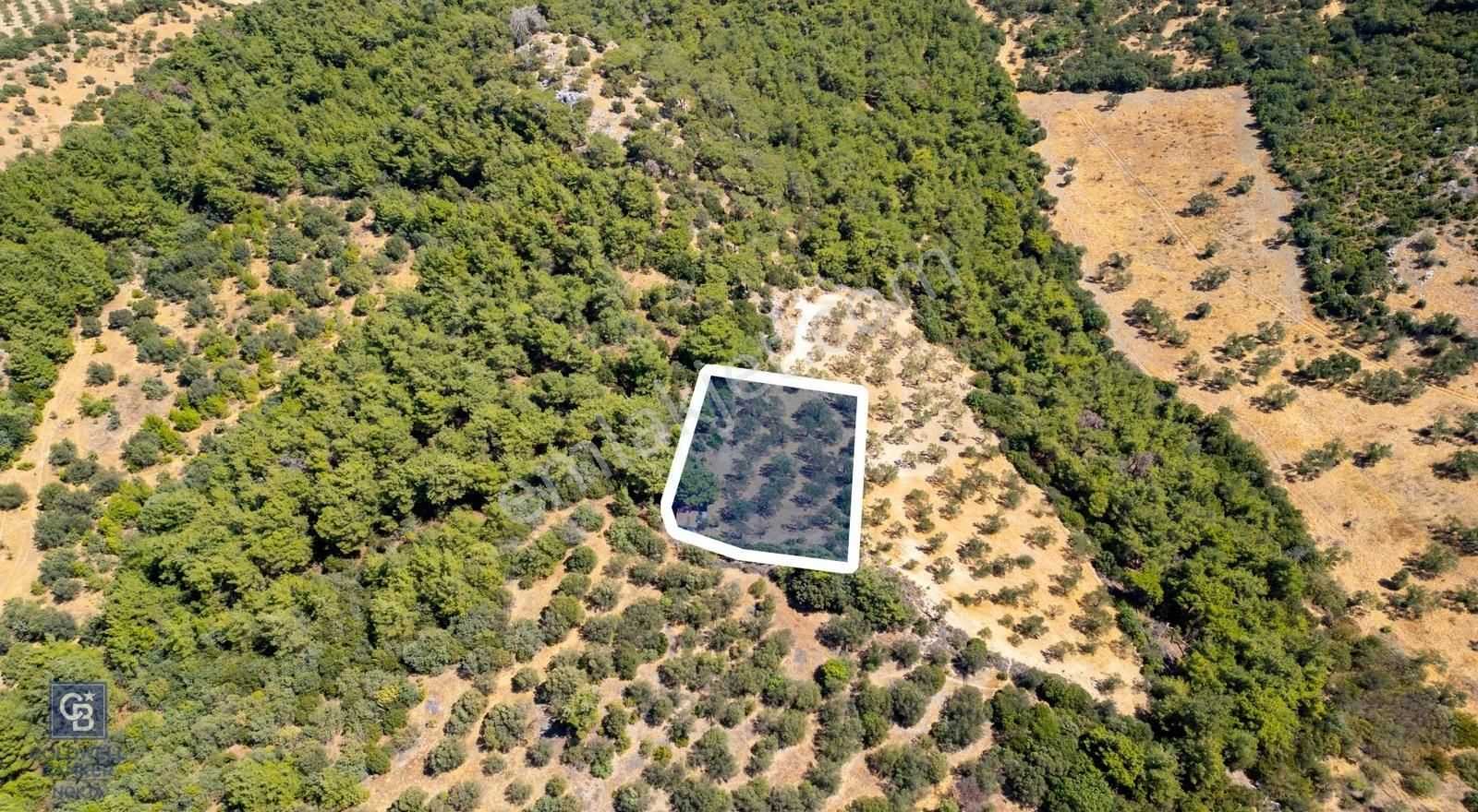 İzmir Bergama Eğrigöl Mah Satılık Zeytinlik - Görsel 23