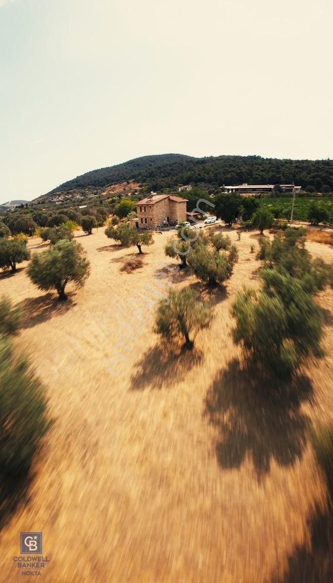 Foça Ilıpınar'da Satılık Müstakil Taş Ev Ve Zeytinli Tarla - Görsel 10