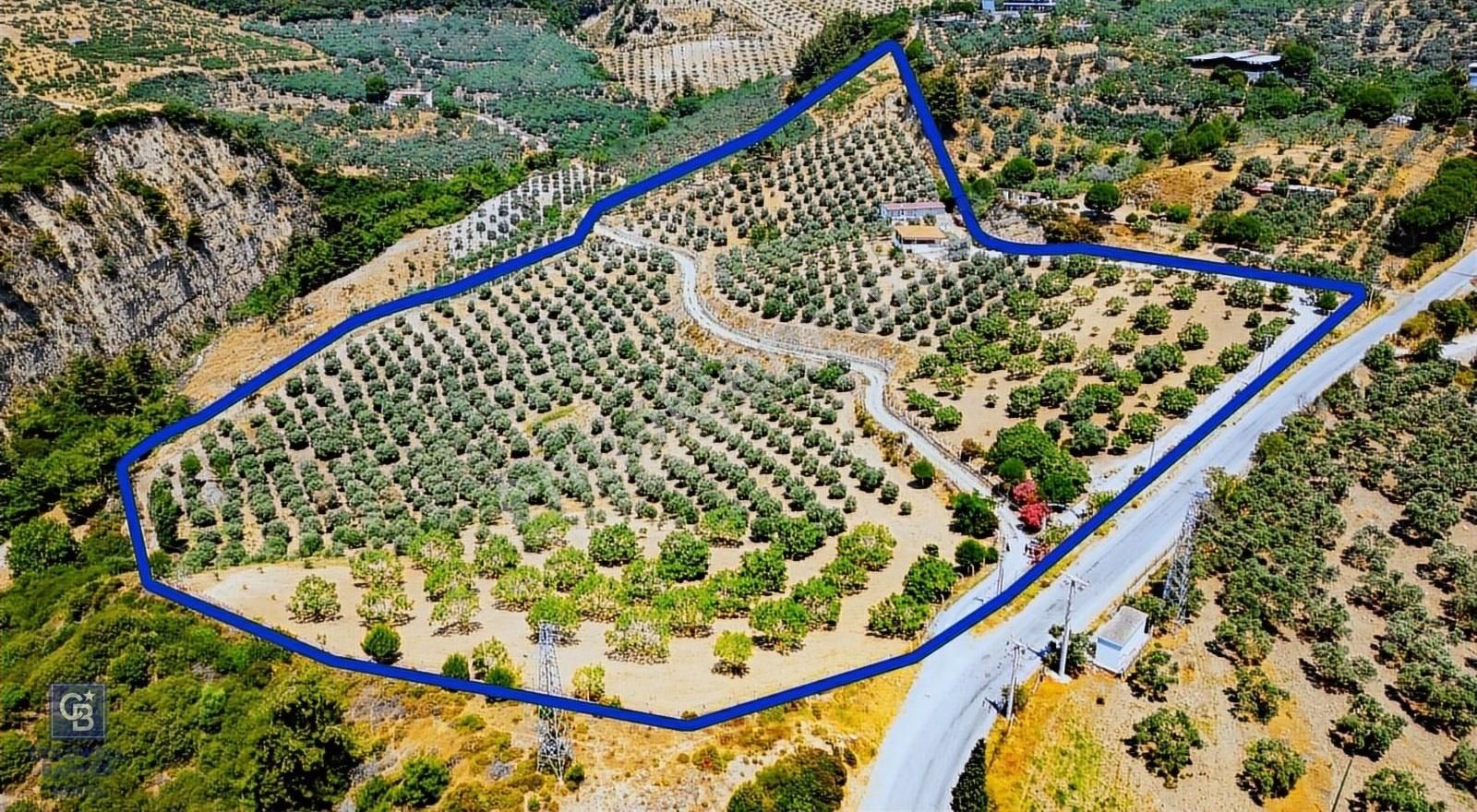 Aydın Söke De 45 Dönüm Konut Ve Müştemilatlı Zeytinlik - Görsel 25