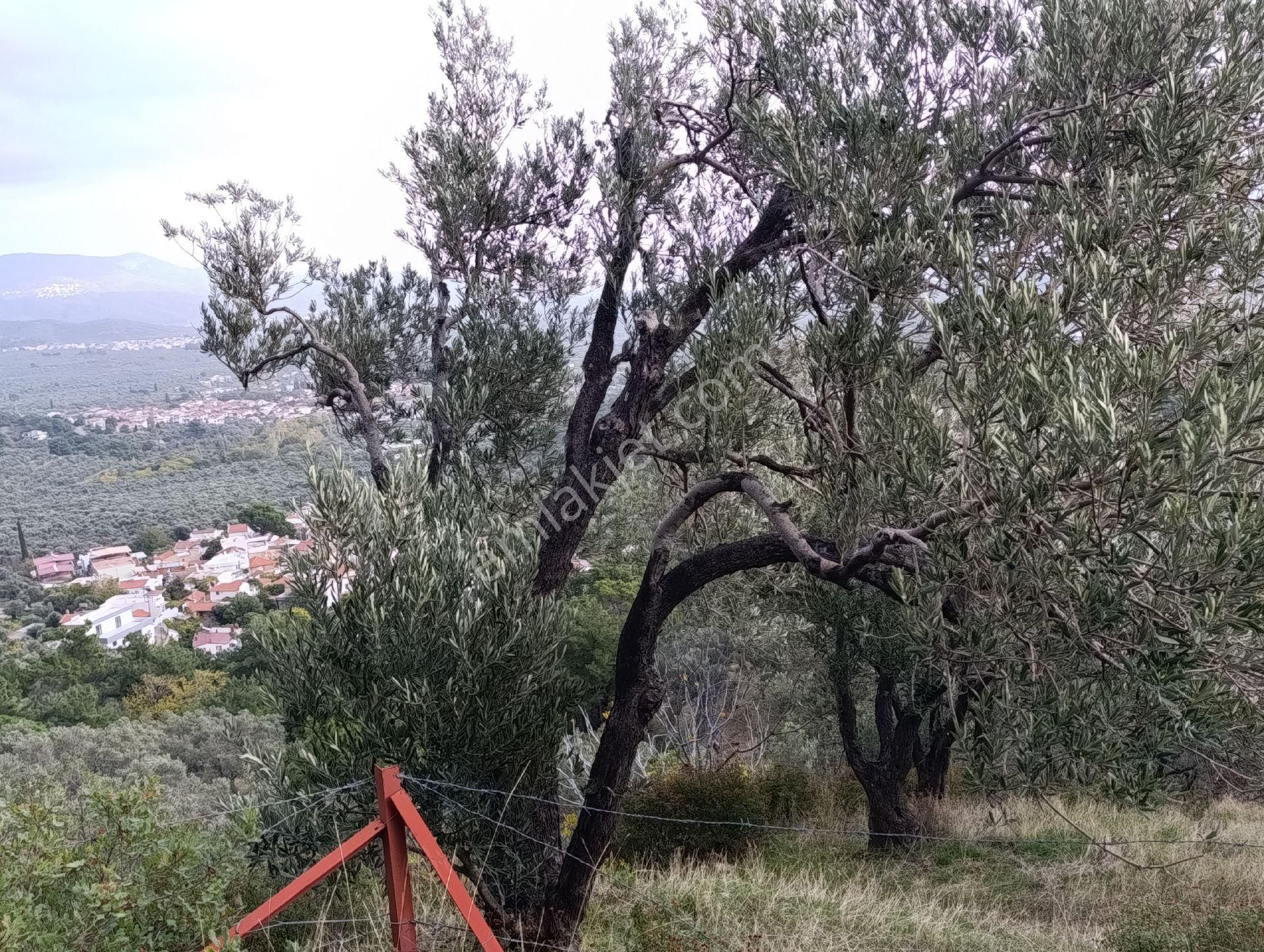 Güre'de Deniz Gören Zeytinlik - Görsel 34
