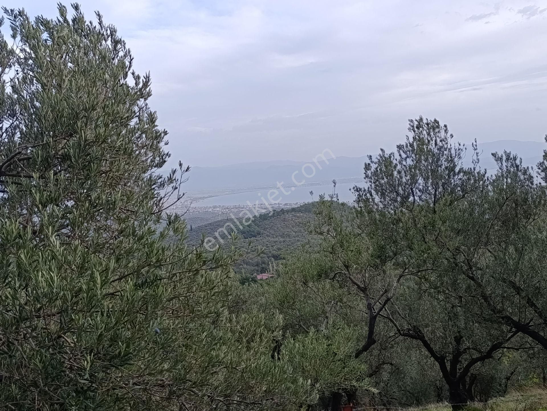 Güre'de Deniz Gören Zeytinlik - Görsel 29