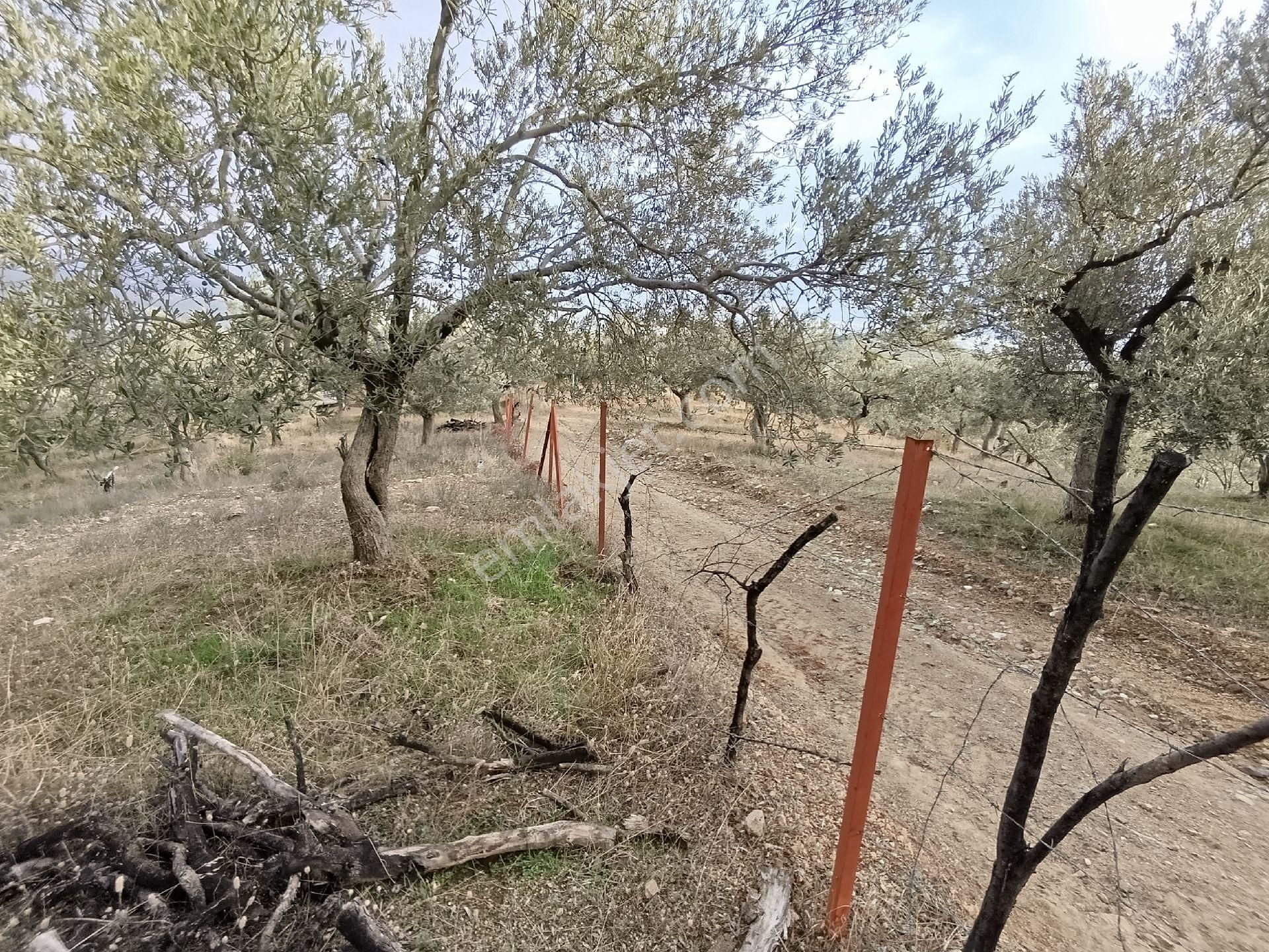 Güre'de Deniz Gören Zeytinlik - Görsel 18