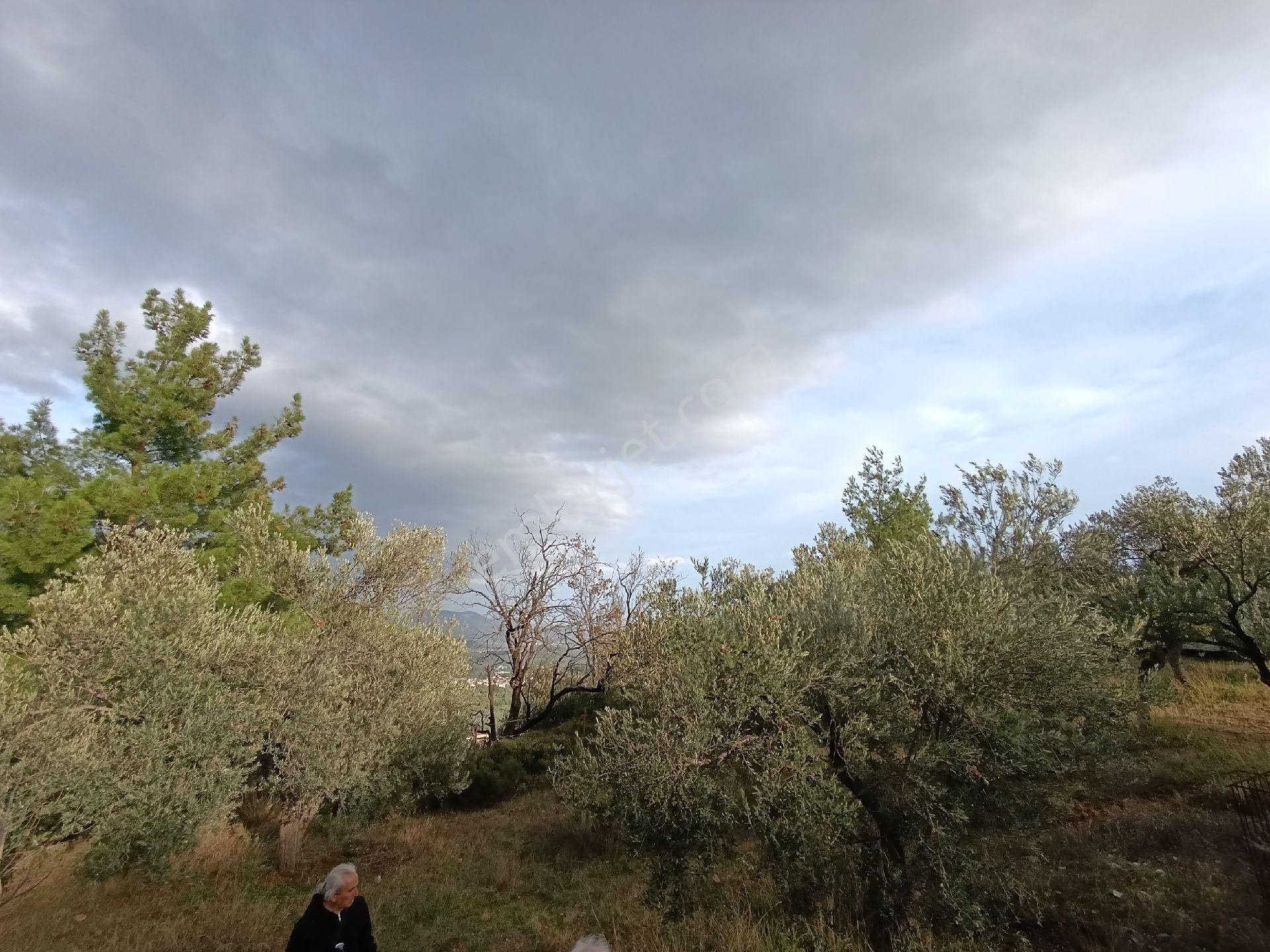 Güre'de Deniz Gören Zeytinlik - Görsel 14
