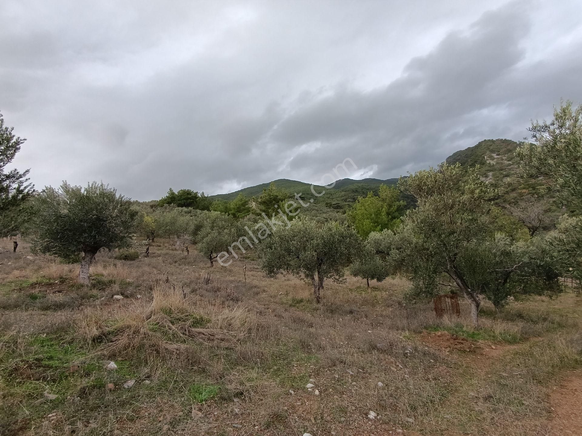 Güre'de Deniz Gören Zeytinlik - Görsel 7
