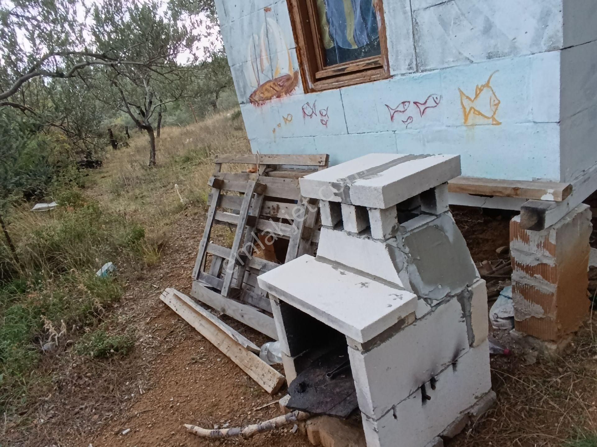 Güre'de Deniz Gören Zeytinlik - Görsel 19