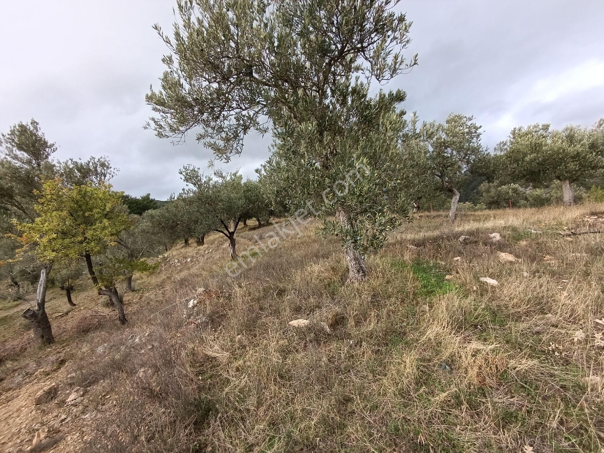 Güre'de Deniz Gören Zeytinlik - Görsel 20