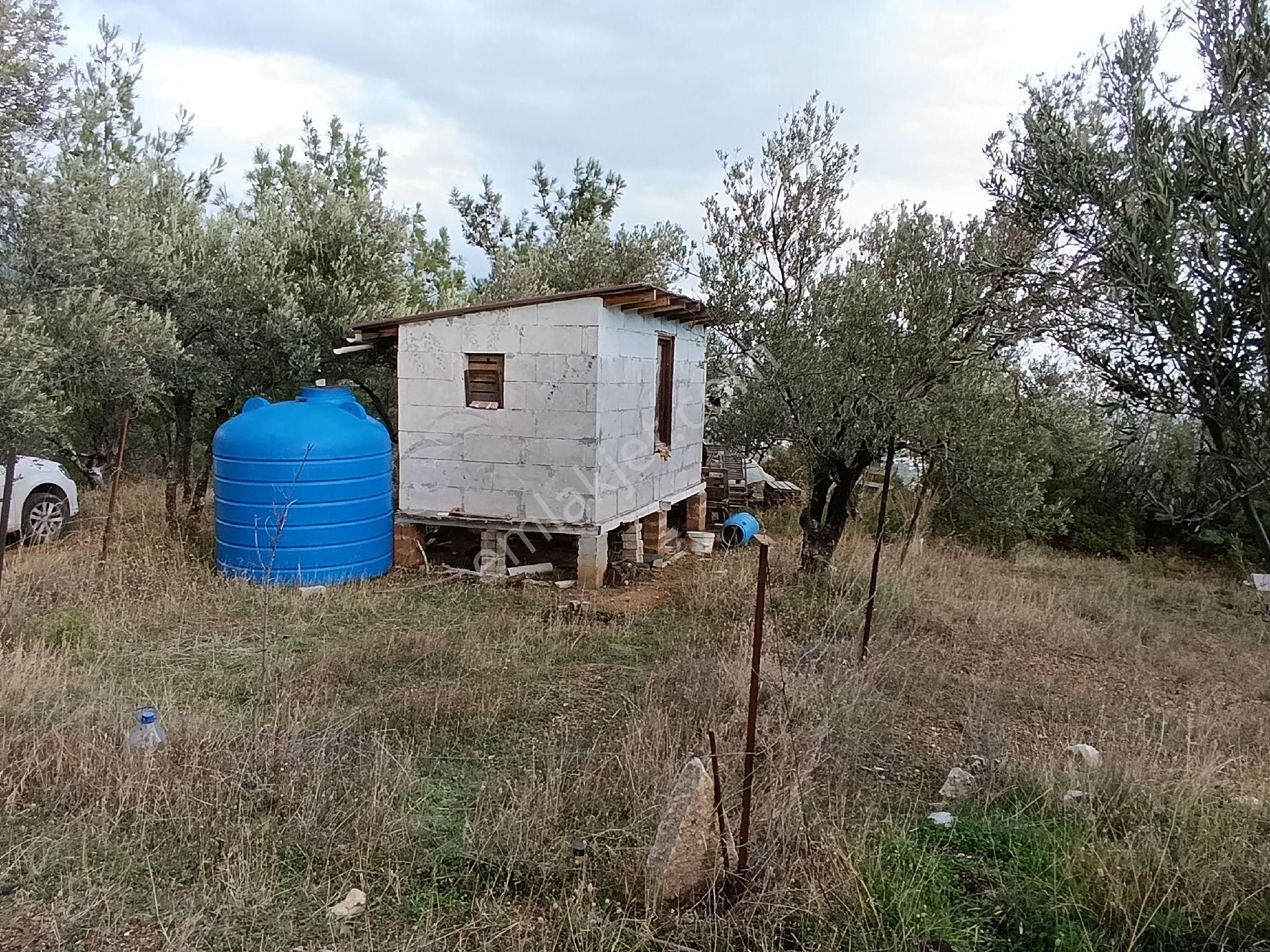 Güre'de Deniz Gören Zeytinlik - Görsel 26