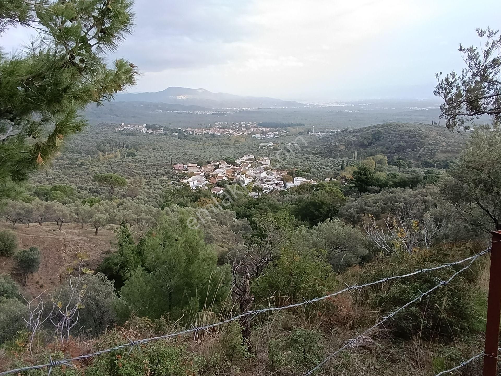 Güre'de Deniz Gören Zeytinlik - Görsel 24