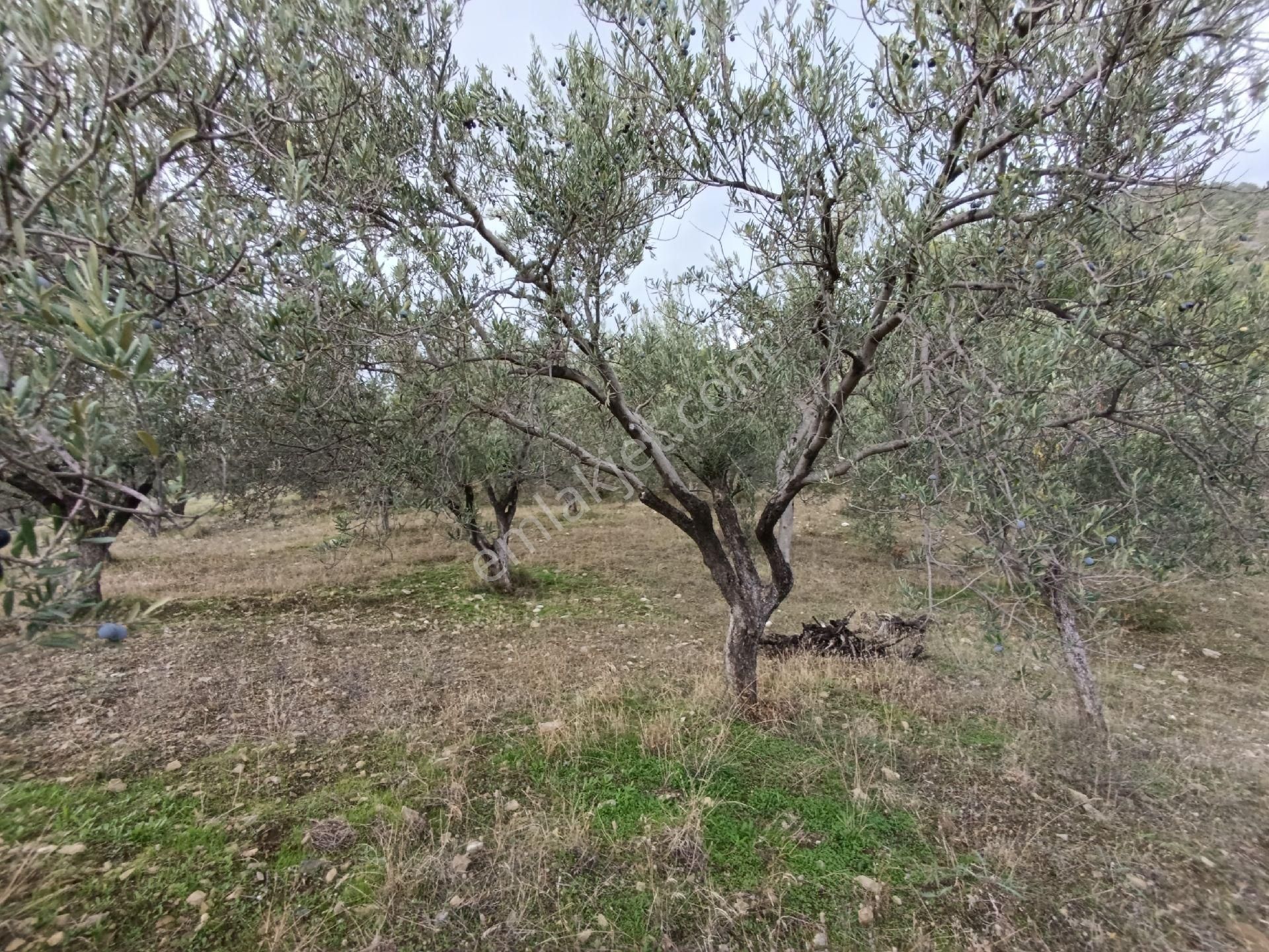 Güre'de Deniz Gören Zeytinlik - Görsel 10