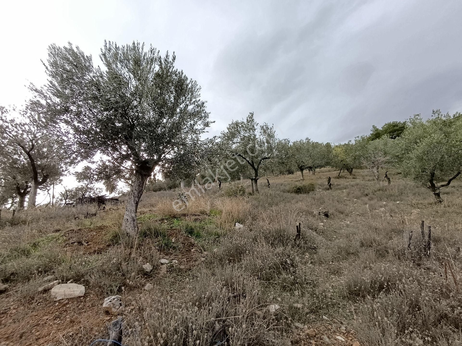 Güre'de Deniz Gören Zeytinlik - Görsel 6