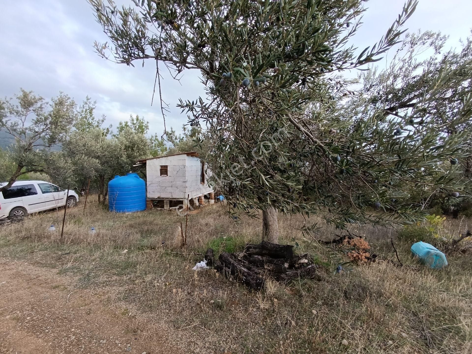 Güre'de Deniz Gören Zeytinlik - Görsel 13