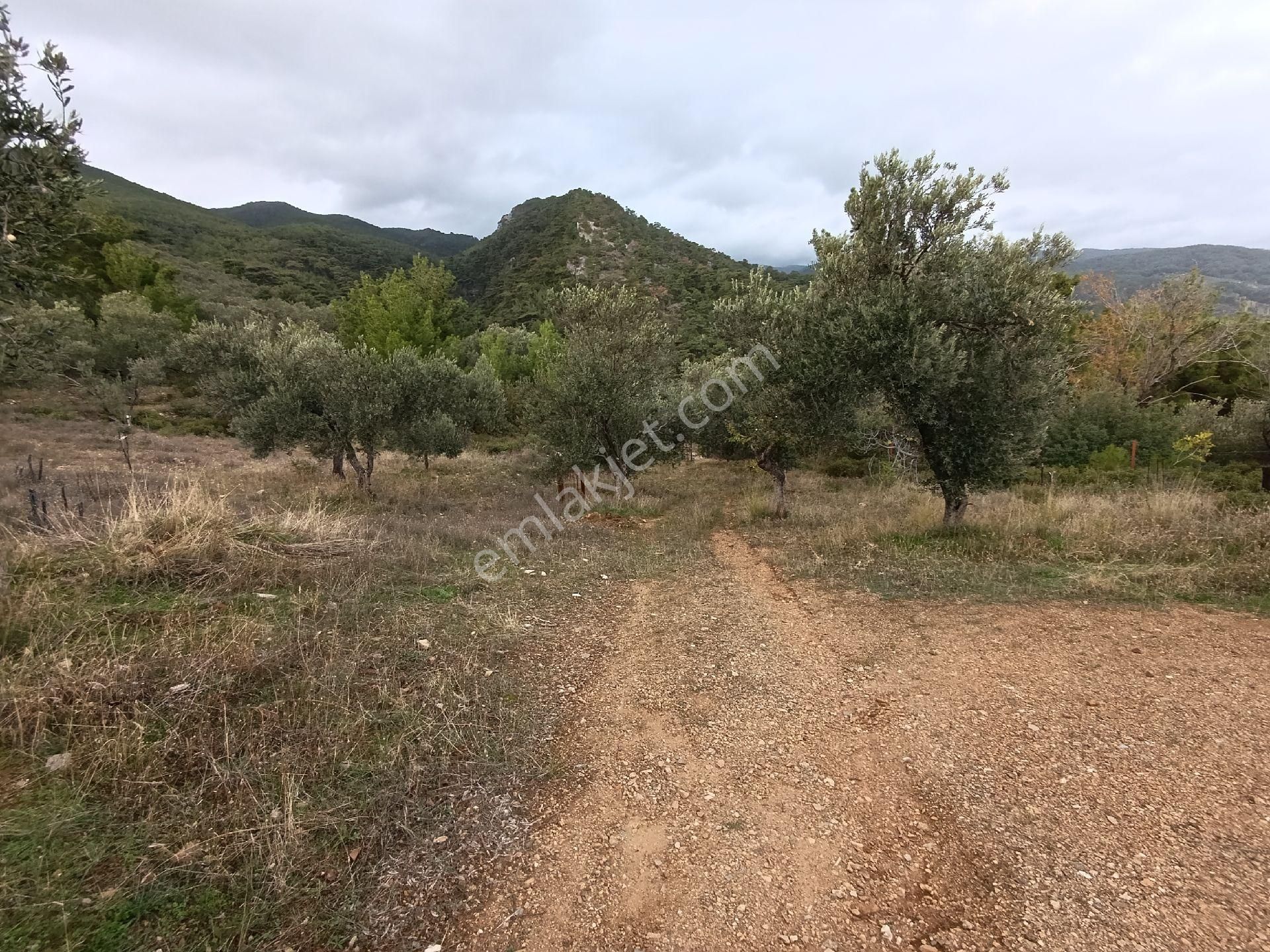 Güre'de Deniz Gören Zeytinlik