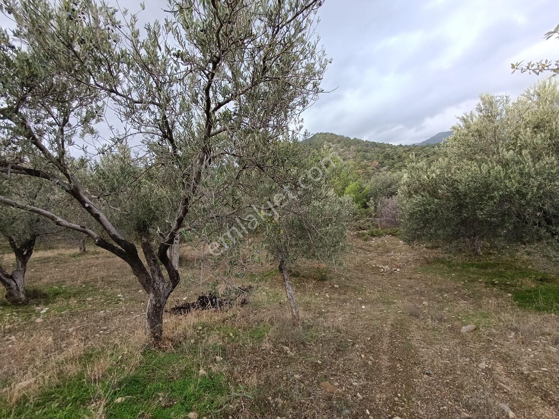 Güre'de Deniz Gören Zeytinlik - Görsel 12