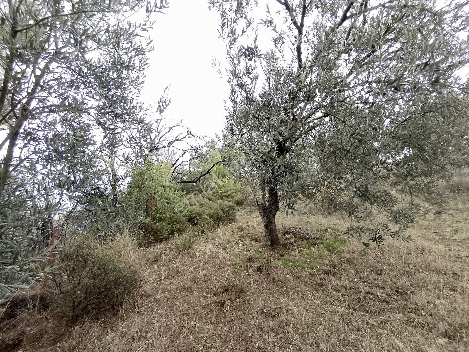 Güre'de Deniz Gören Zeytinlik - Görsel 5