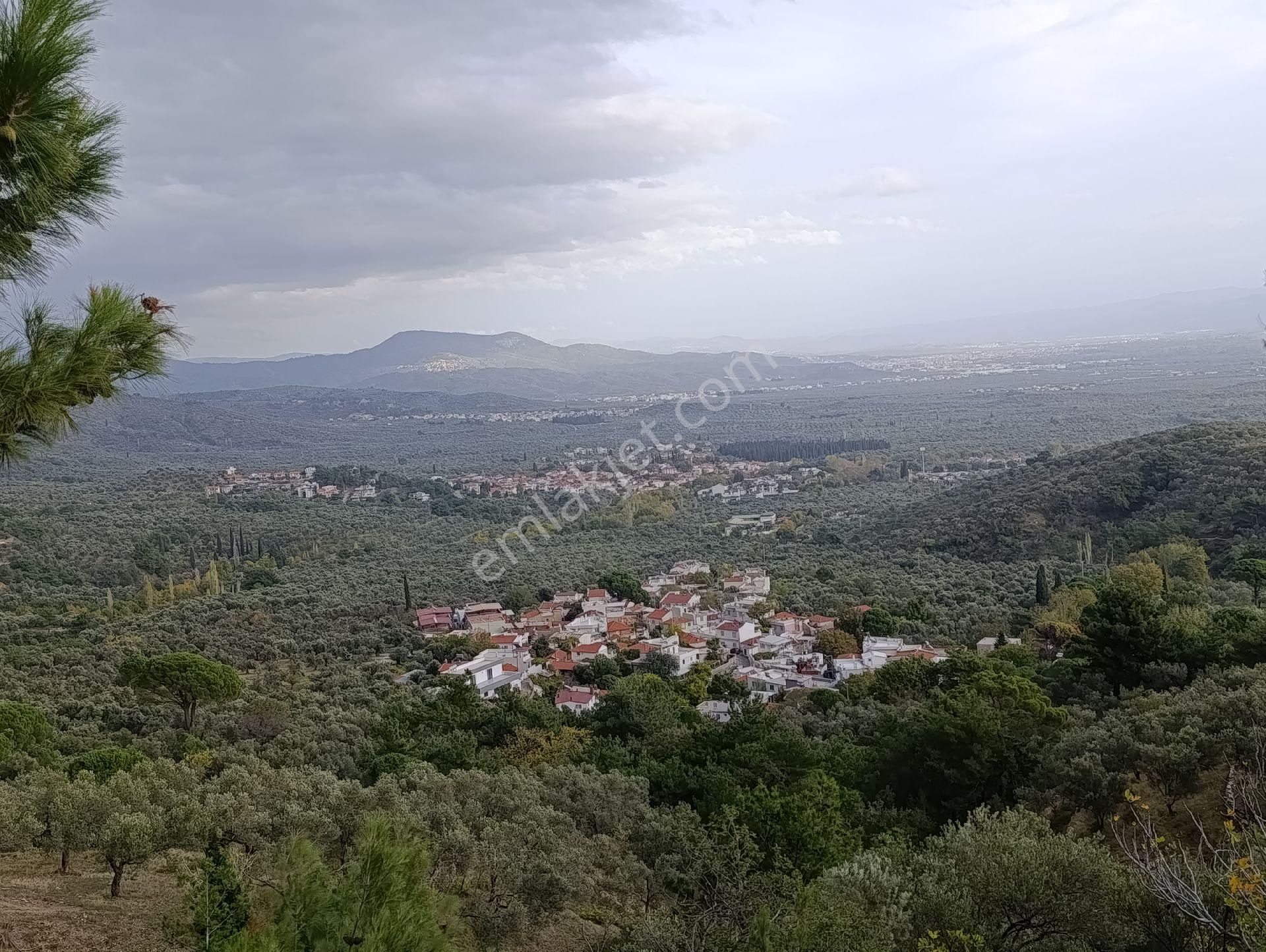 Güre'de Deniz Gören Zeytinlik - Görsel 27