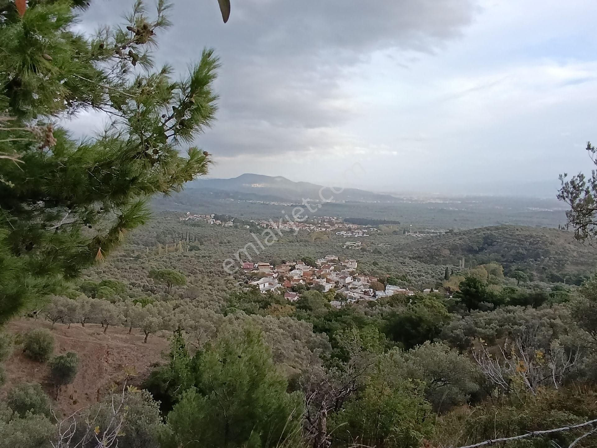 Güre'de Deniz Gören Zeytinlik - Görsel 33