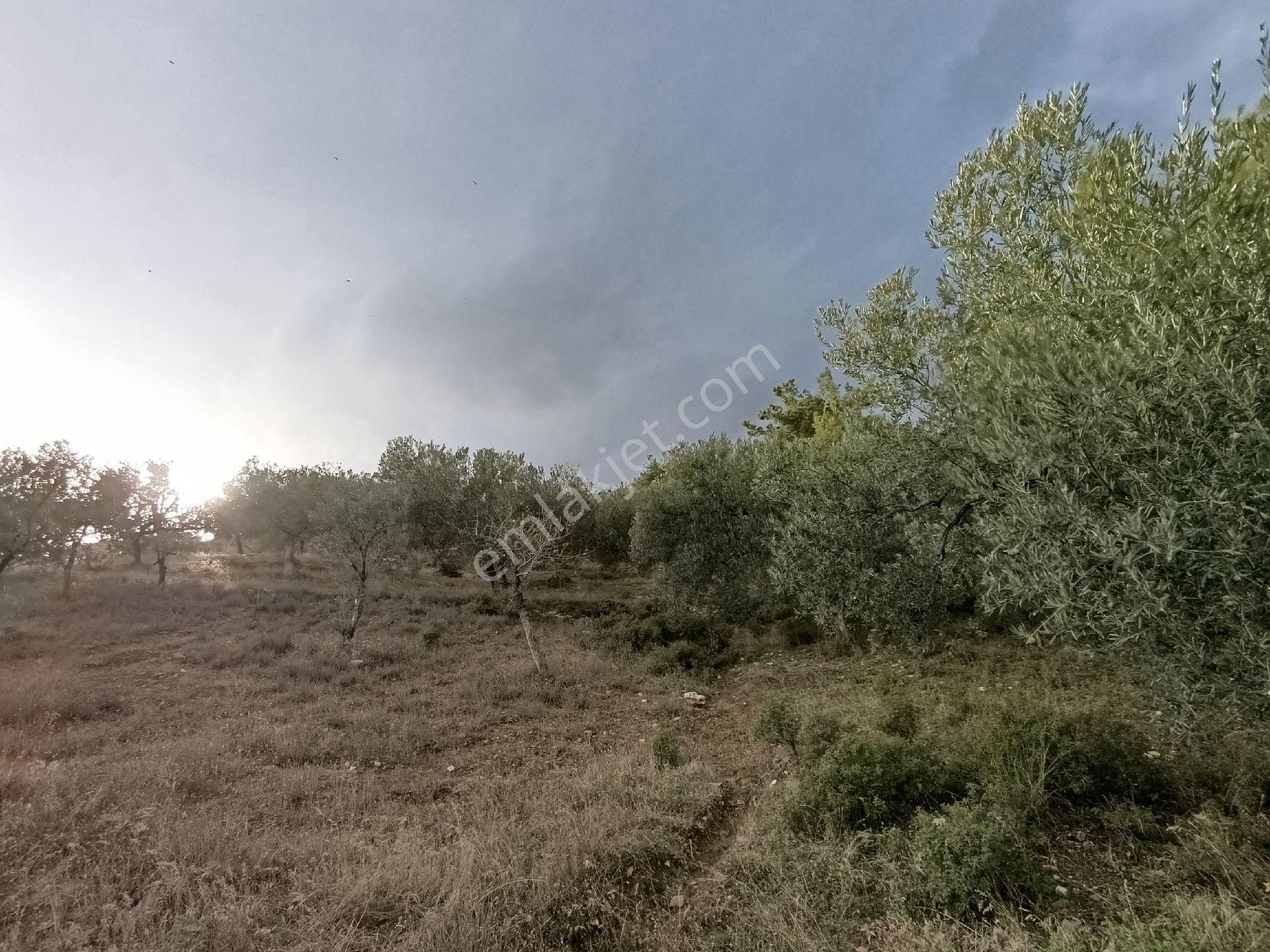 Güre'de Deniz Gören Zeytinlik - Görsel 9