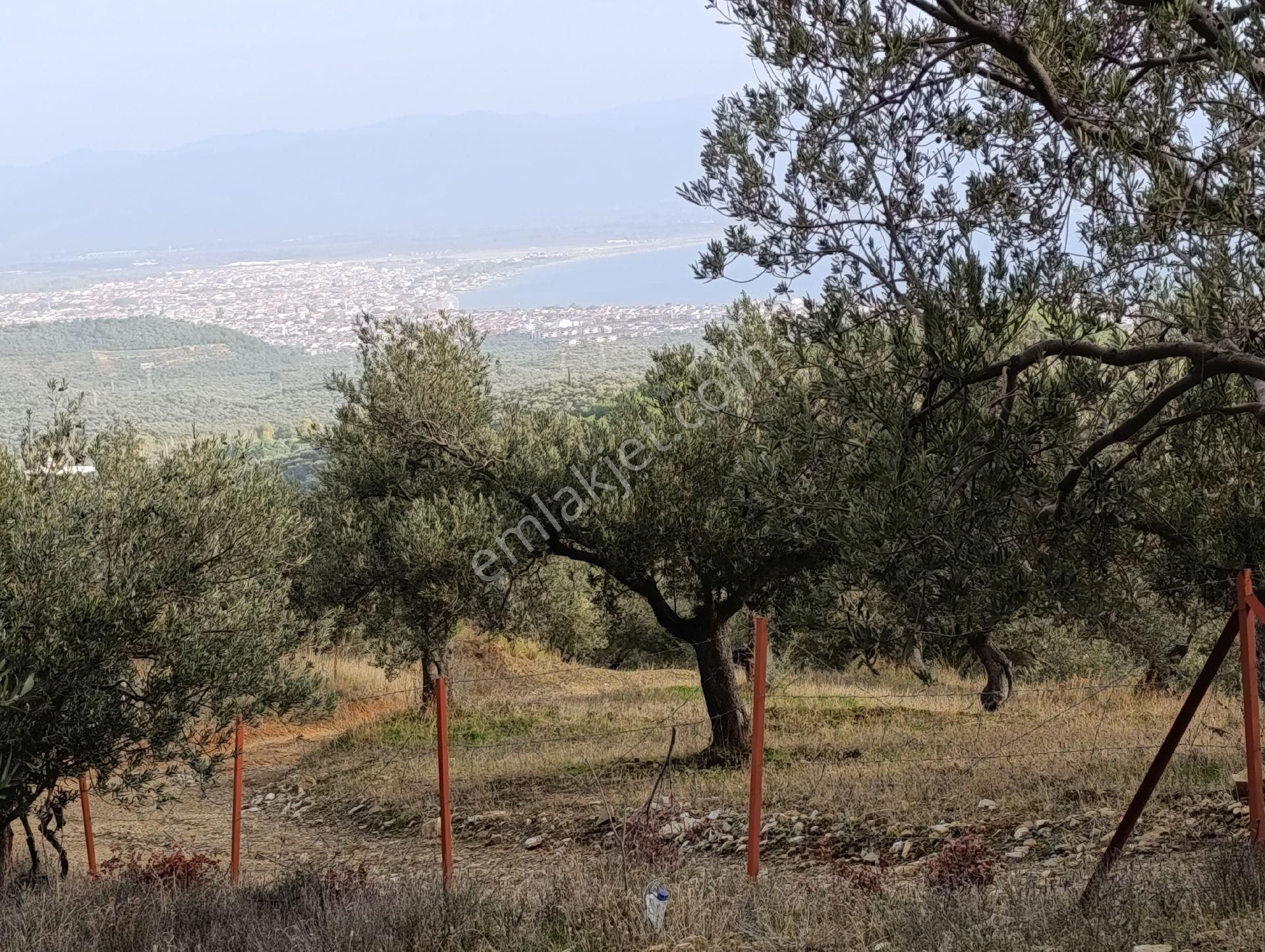 Güre'de Deniz Gören Zeytinlik - Görsel 11