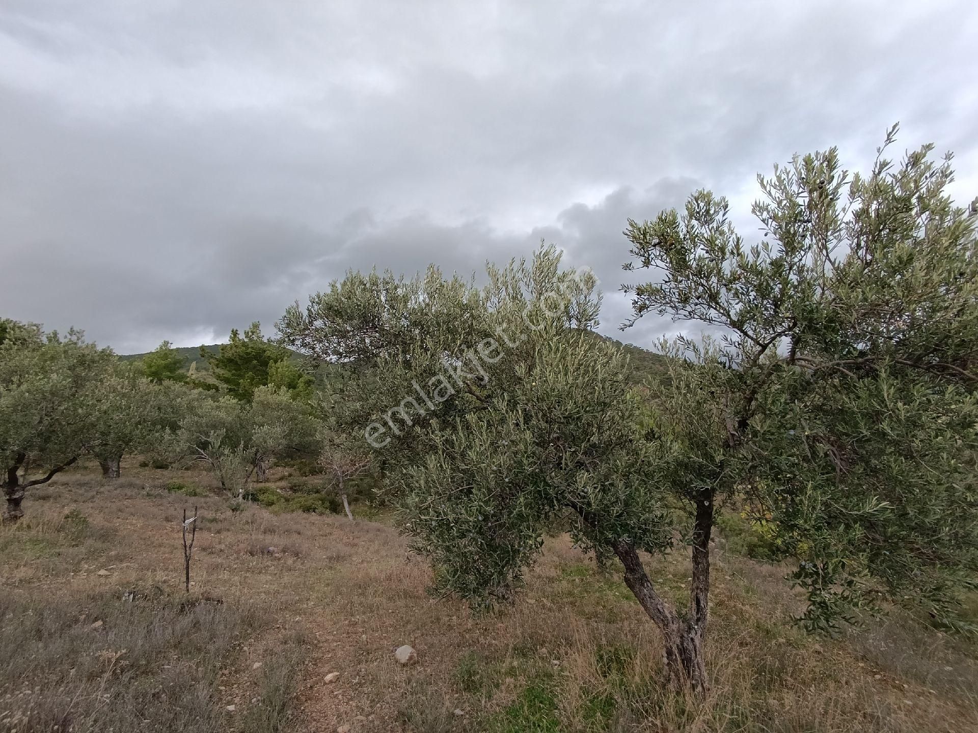 Güre'de Deniz Gören Zeytinlik - Görsel 4