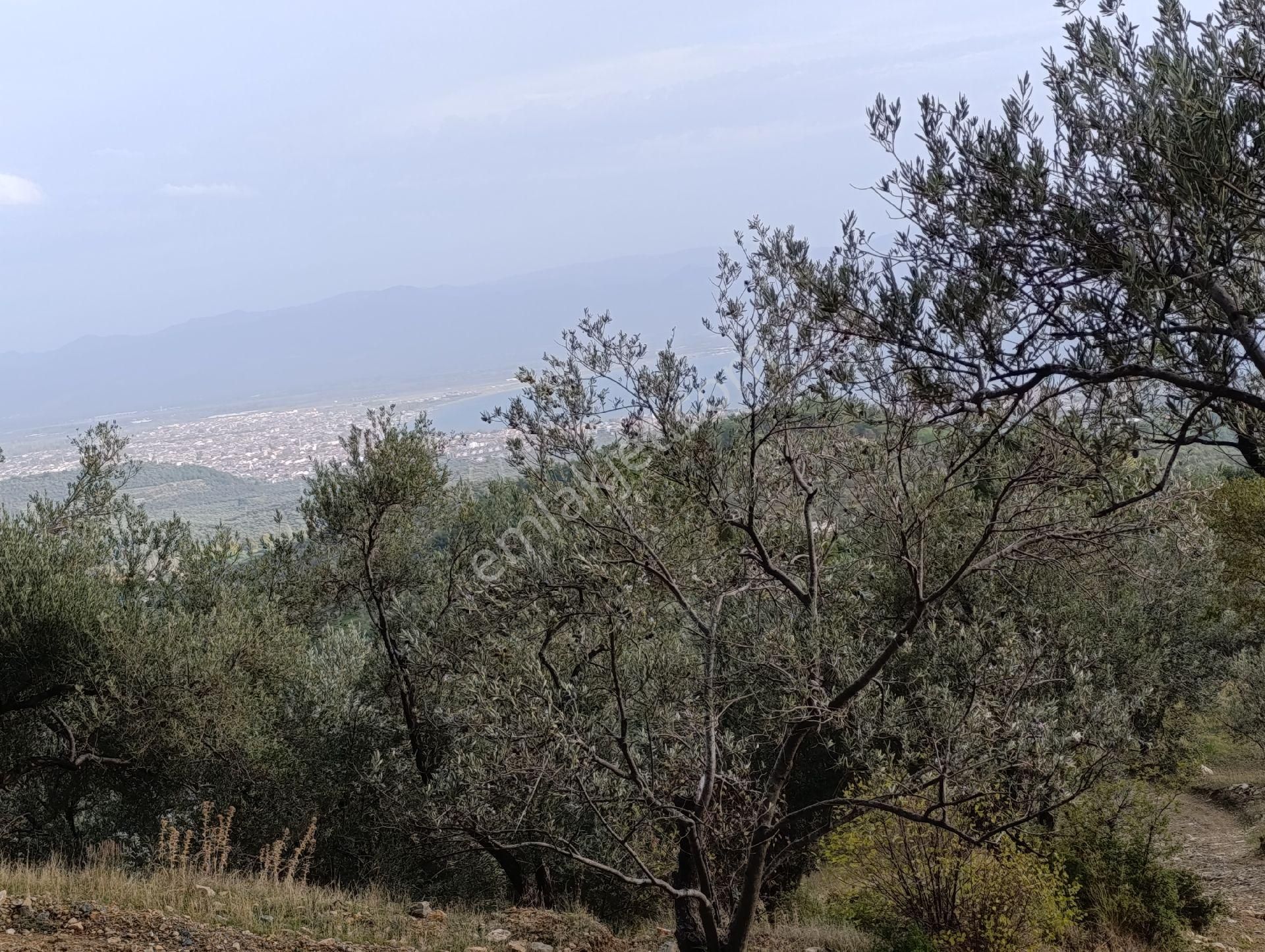 Güre'de Deniz Gören Zeytinlik - Görsel 16