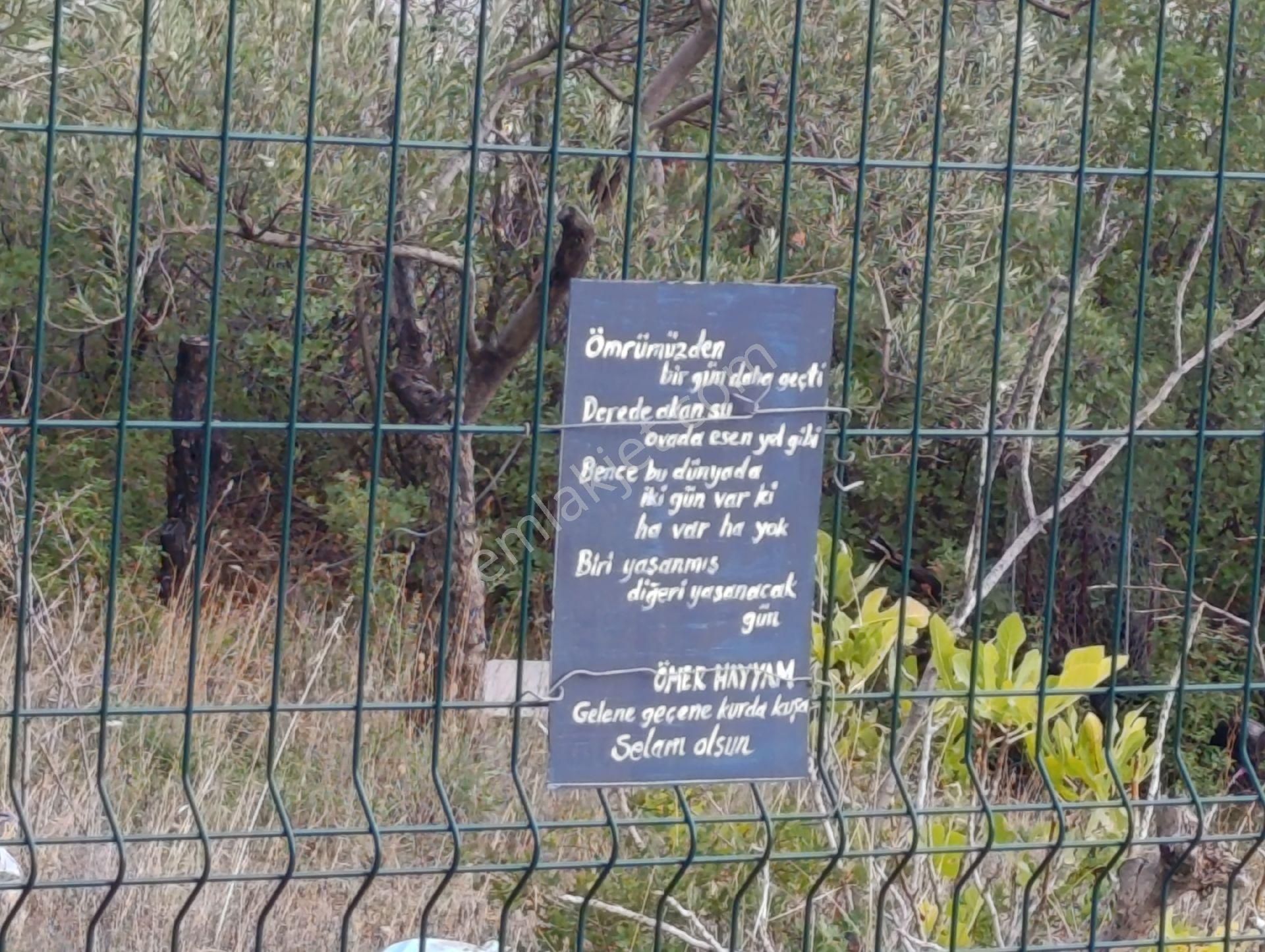 Güre'de Deniz Gören Zeytinlik - Görsel 25
