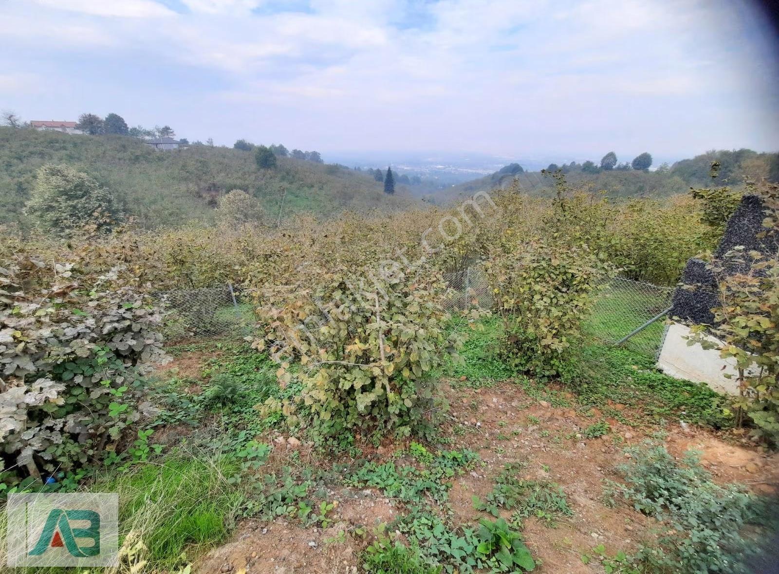 Düzce Kaynaşlı Darıyerimengencik Mah. Satılık 3124 M2 Tarla - Görsel 28