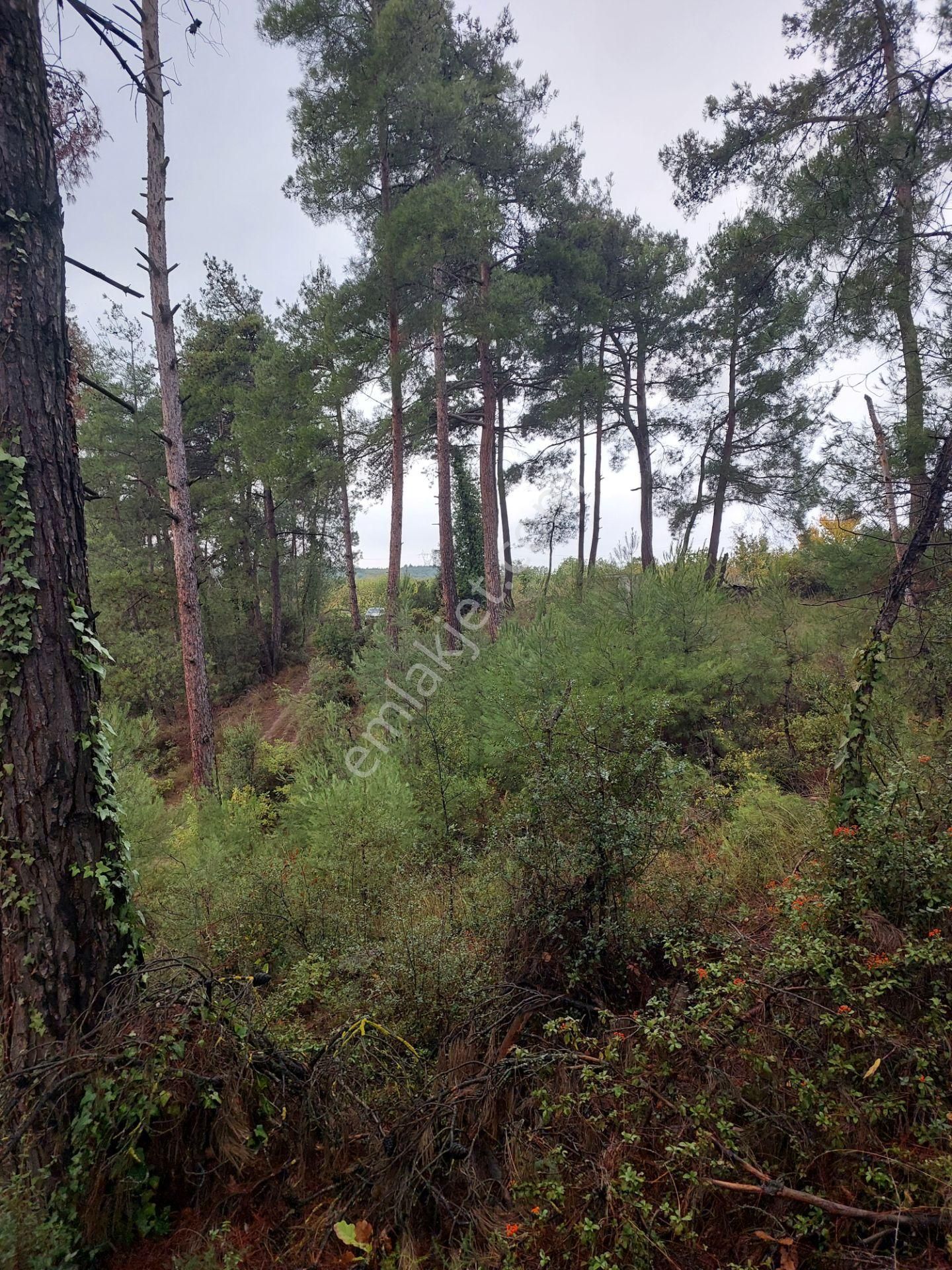 Bursa Çağlayanda Komisyonsuz Satılık 1724m2 Hobi Bahçesi - Görsel 24