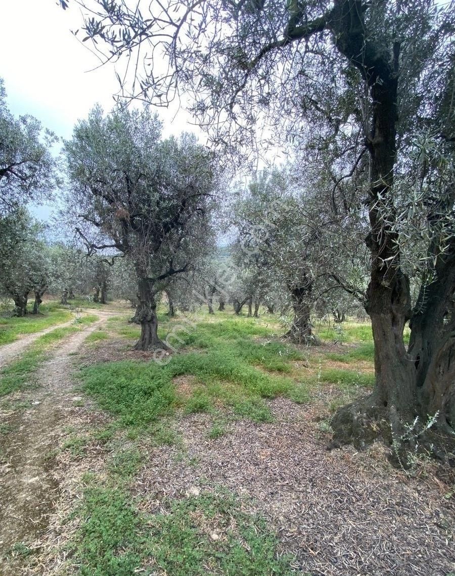 Bandırma Edincik Mah Deniz Manzaralı Resmi Kadastro Yoluna Cephe Satılık Zeytinlik - Görsel 32