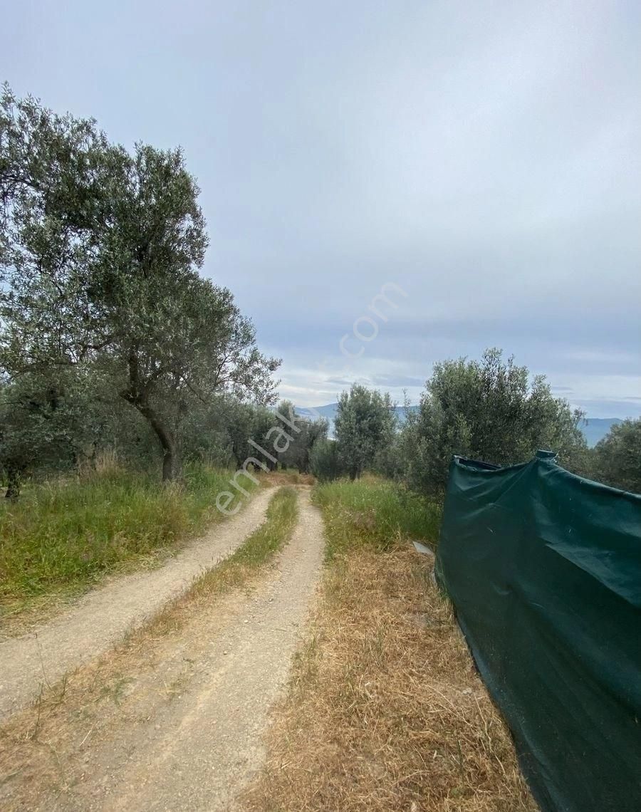 Bandırma Edincik Mah Deniz Manzaralı Resmi Kadastro Yoluna Cephe Satılık Zeytinlik - Görsel 11
