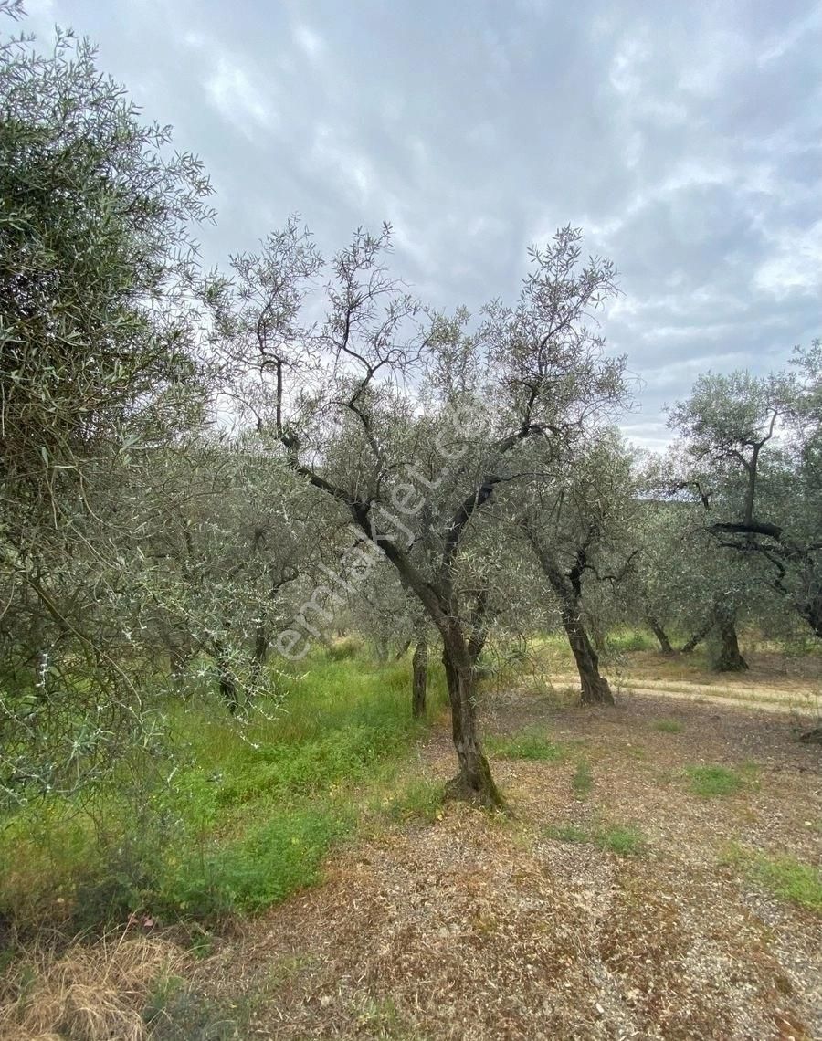 Bandırma Edincik Mah Deniz Manzaralı Resmi Kadastro Yoluna Cephe Satılık Zeytinlik - Görsel 33