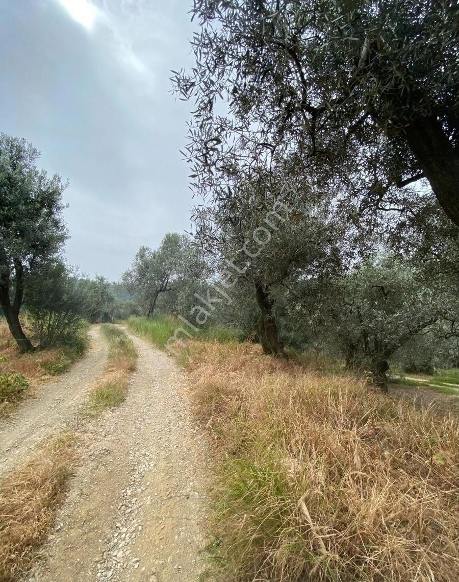 Bandırma Edincik Mah Deniz Manzaralı Resmi Kadastro Yoluna Cephe Satılık Zeytinlik - Görsel 6