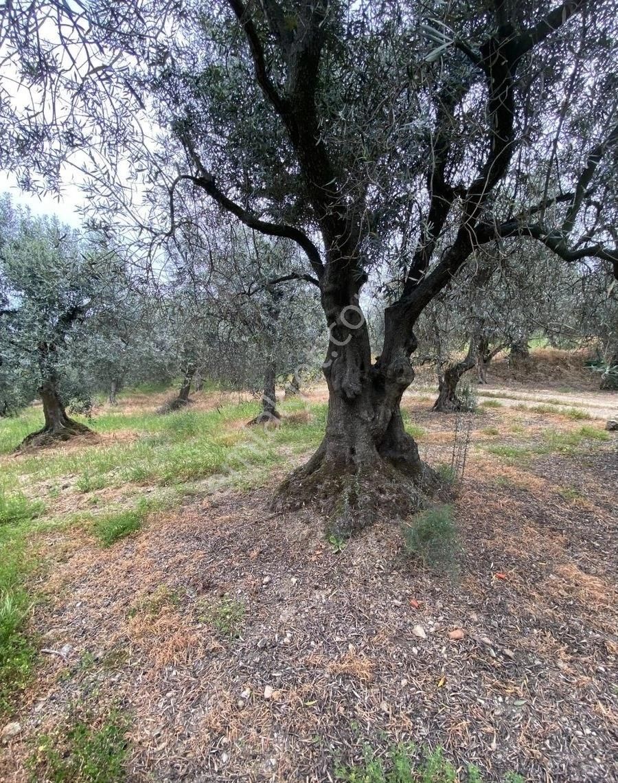 Bandırma Edincik Mah Deniz Manzaralı Resmi Kadastro Yoluna Cephe Satılık Zeytinlik - Görsel 8