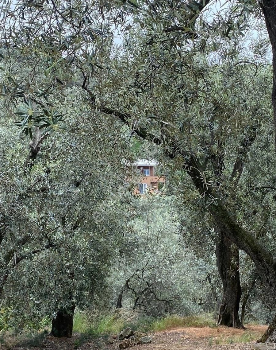 Bandırma Edincik Mah Deniz Manzaralı Resmi Kadastro Yoluna Cephe Satılık Zeytinlik - Görsel 34