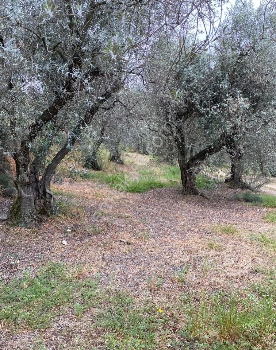 Bandırma Edincik Mah Deniz Manzaralı Resmi Kadastro Yoluna Cephe Satılık Zeytinlik - Görsel 22