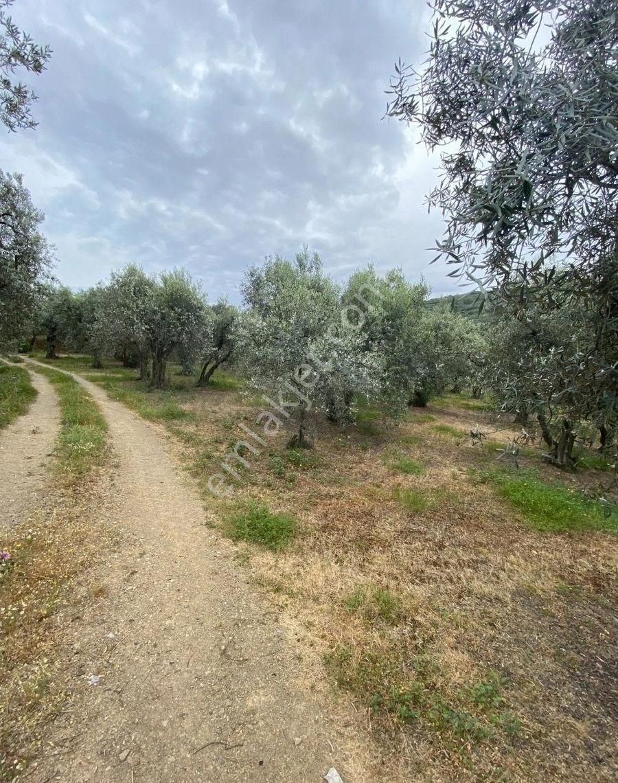 Bandırma Edincik Mah Deniz Manzaralı Resmi Kadastro Yoluna Cephe Satılık Zeytinlik - Görsel 9