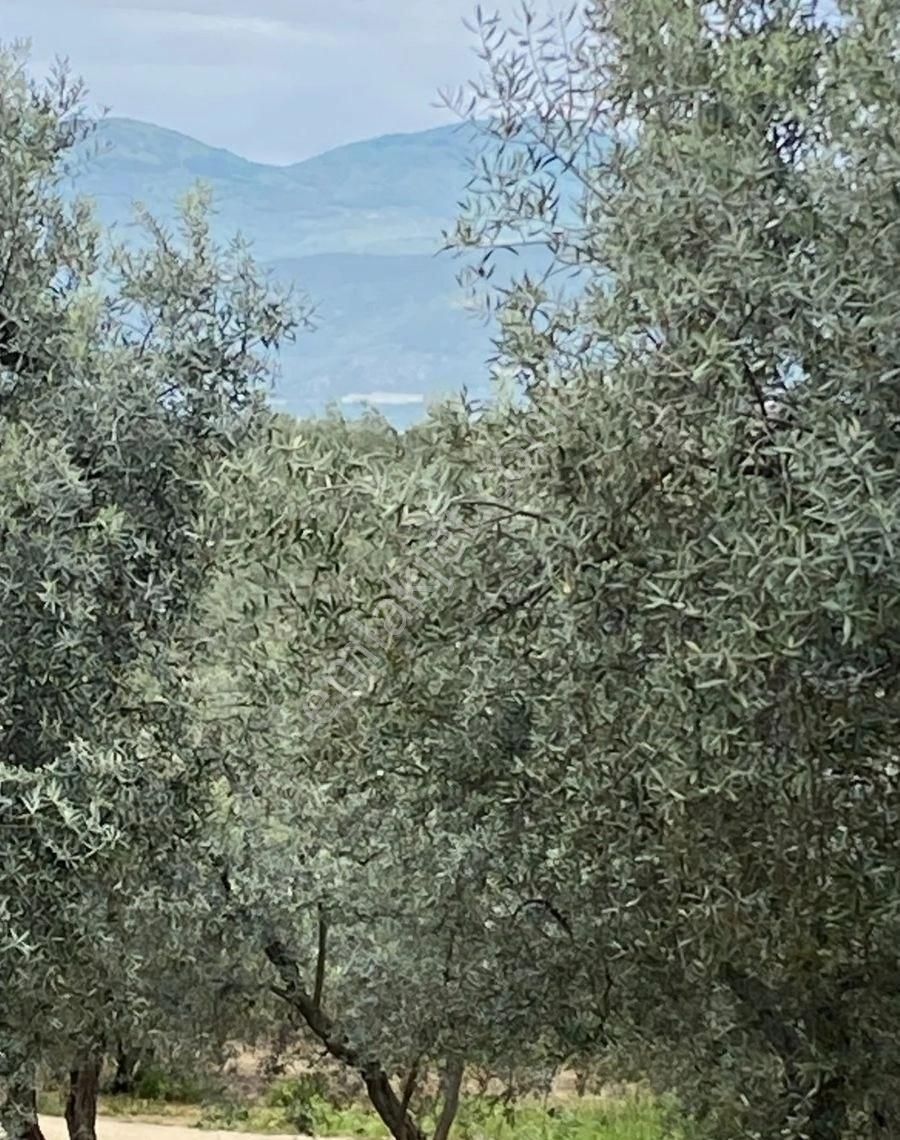 Bandırma Edincik Mah Deniz Manzaralı Resmi Kadastro Yoluna Cephe Satılık Zeytinlik - Görsel 15