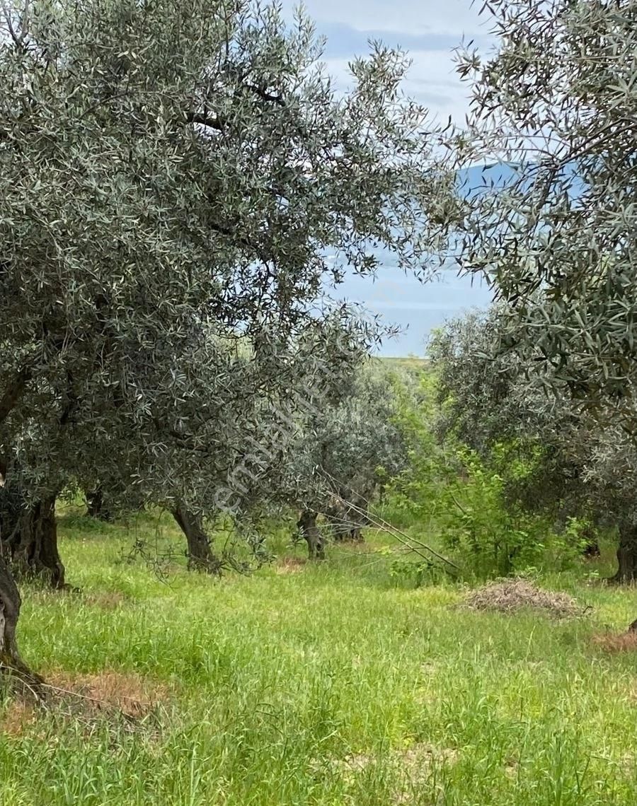 Bandırma Edincik Mah Deniz Manzaralı Resmi Kadastro Yoluna Cephe Satılık Zeytinlik - Görsel 25