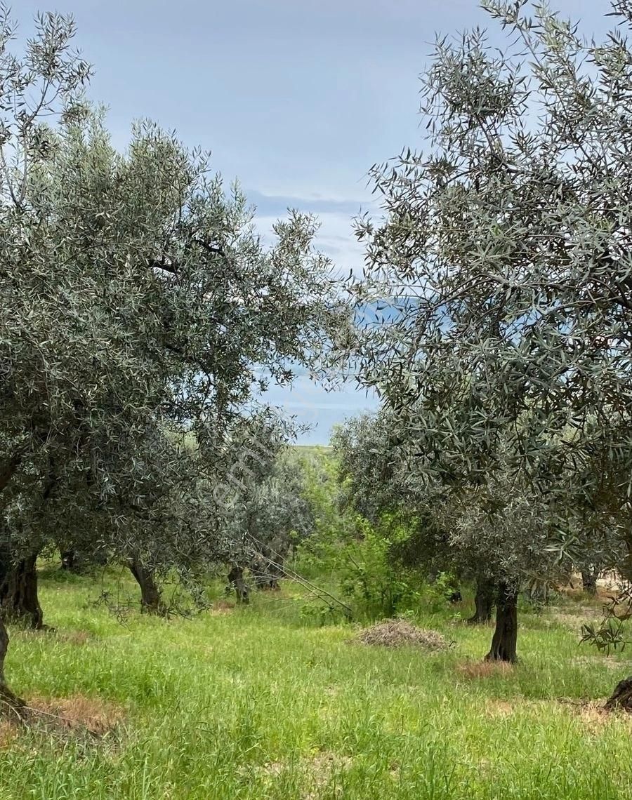 Bandırma Edincik Mah Deniz Manzaralı Resmi Kadastro Yoluna Cephe Satılık Zeytinlik - Görsel 18