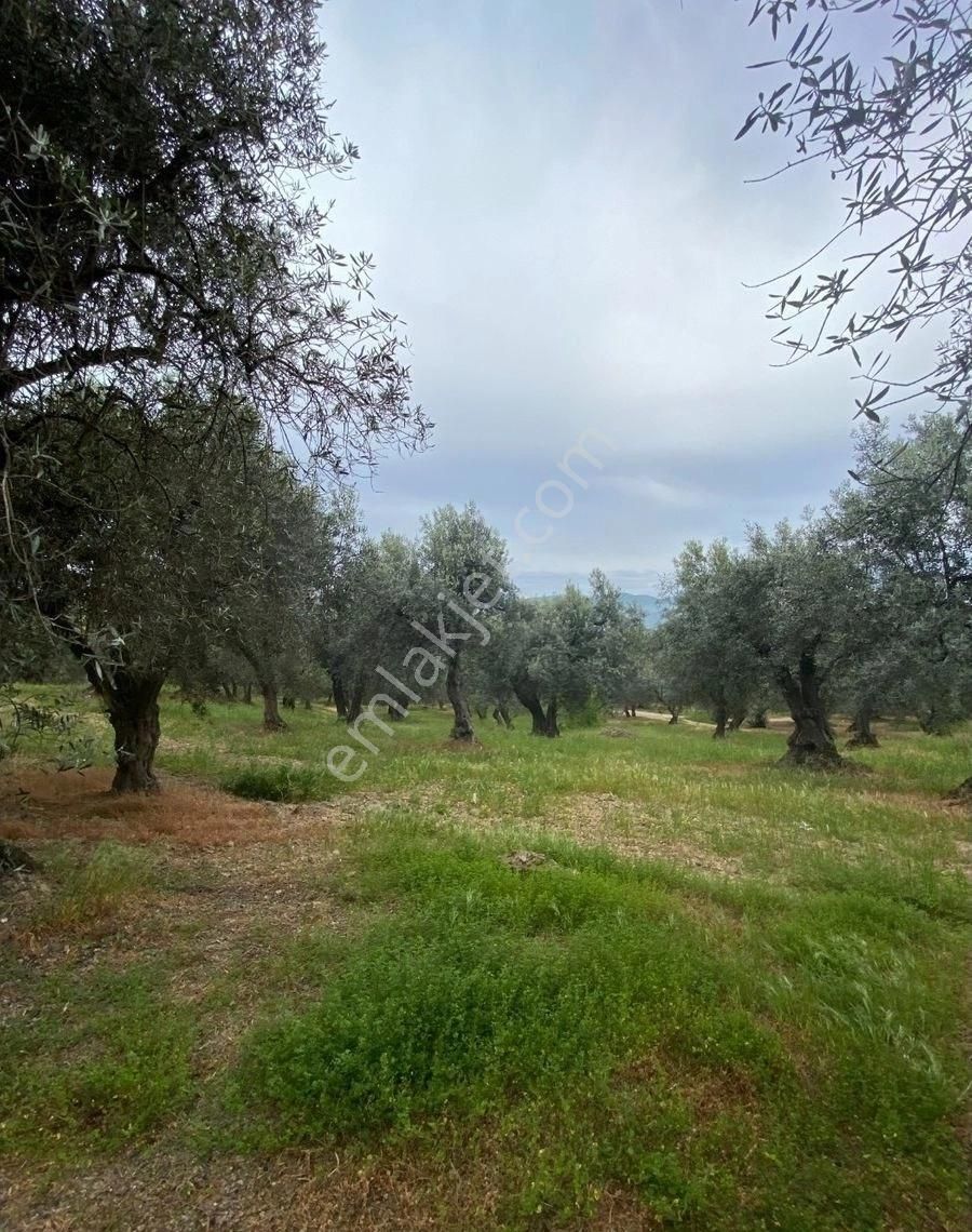 Bandırma Edincik Mah Deniz Manzaralı Resmi Kadastro Yoluna Cephe Satılık Zeytinlik - Görsel 35