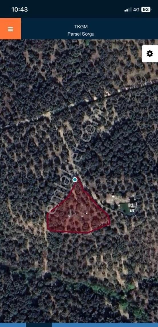 Bandırma Edincik Mah Deniz Manzaralı Resmi Kadastro Yoluna Cephe Satılık Zeytinlik - Görsel 5