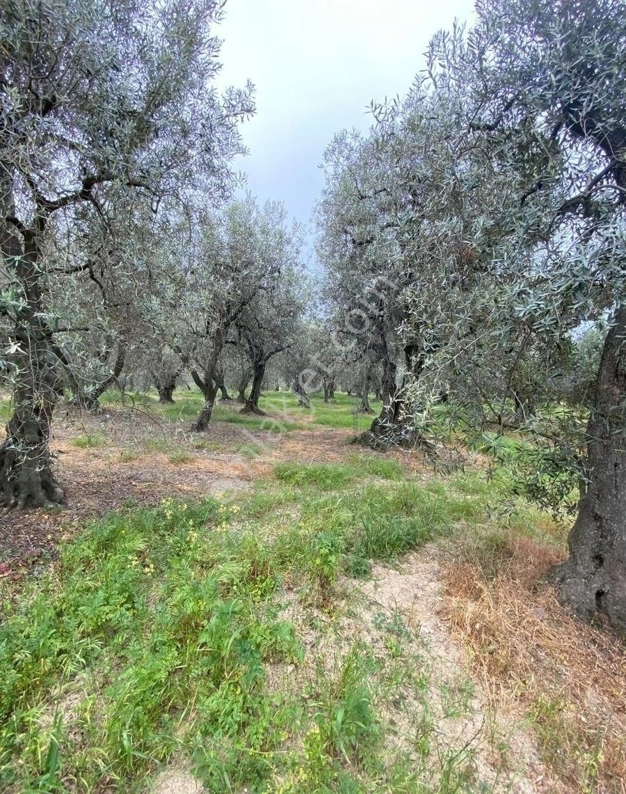 Bandırma Edincik Mah Deniz Manzaralı Resmi Kadastro Yoluna Cephe Satılık Zeytinlik - Görsel 24