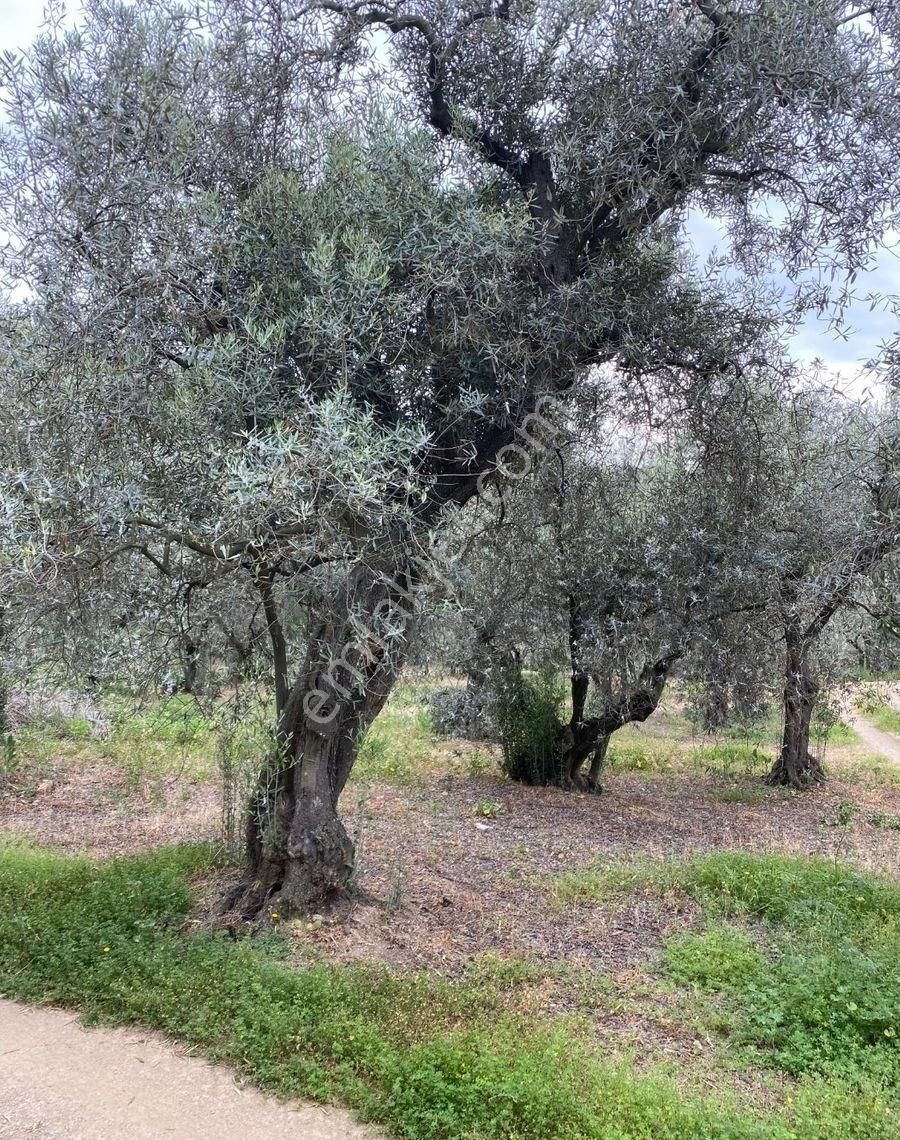 Bandırma Edincik Mah Deniz Manzaralı Resmi Kadastro Yoluna Cephe Satılık Zeytinlik - Görsel 28