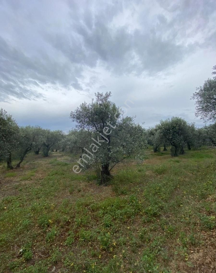 Bandırma Edincik Mah Deniz Manzaralı Resmi Kadastro Yoluna Cephe Satılık Zeytinlik - Görsel 19