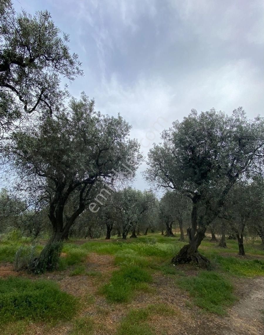 Bandırma Edincik Mah Deniz Manzaralı Resmi Kadastro Yoluna Cephe Satılık Zeytinlik - Görsel 31