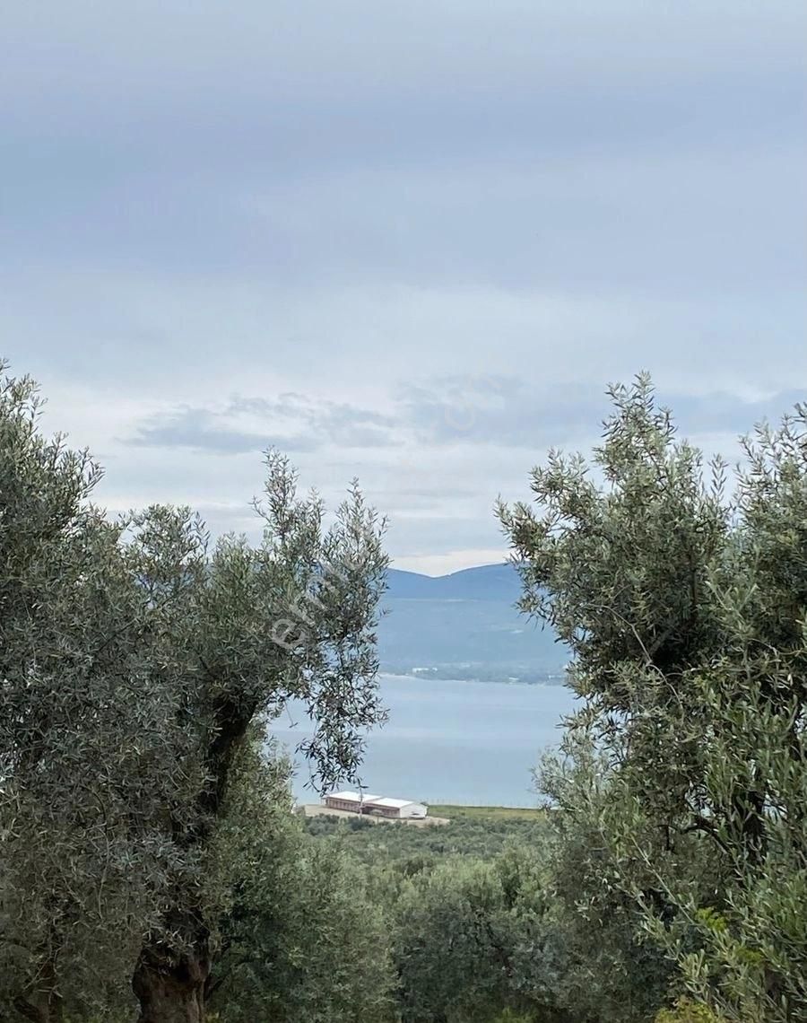 Bandırma Edincik Mah Deniz Manzaralı Resmi Kadastro Yoluna Cephe Satılık Zeytinlik - Görsel 10